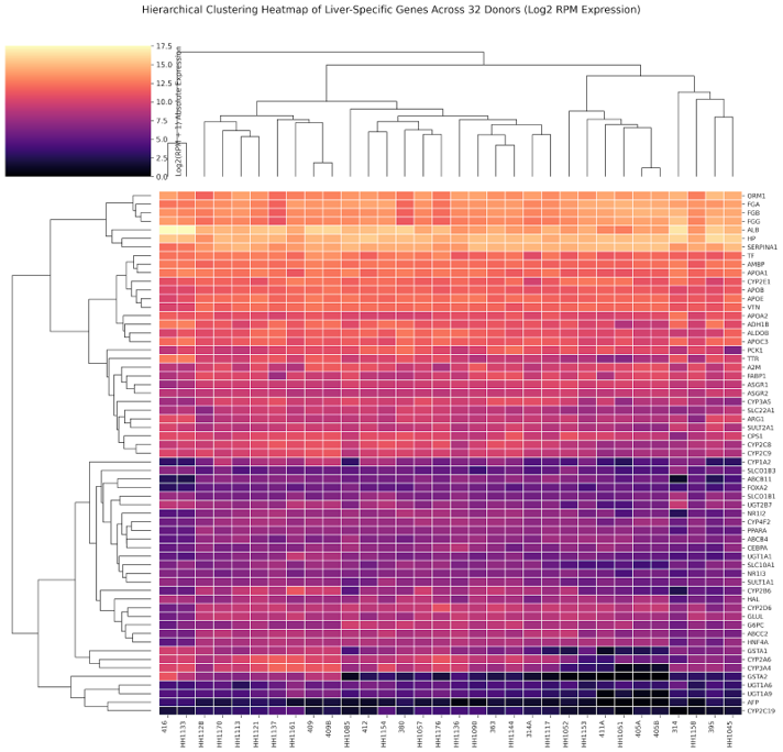 Hepatocytes Sequencing Data Heatmap